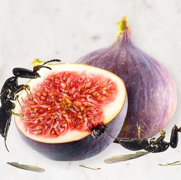 are there dead wasps in figs